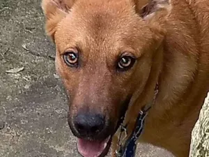 Cachorro raça Pastor / vira lata idade 2 a 6 meses nome Cookie