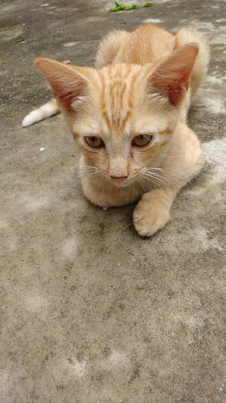 Gato ra a  idade 2 a 6 meses nome sem nome