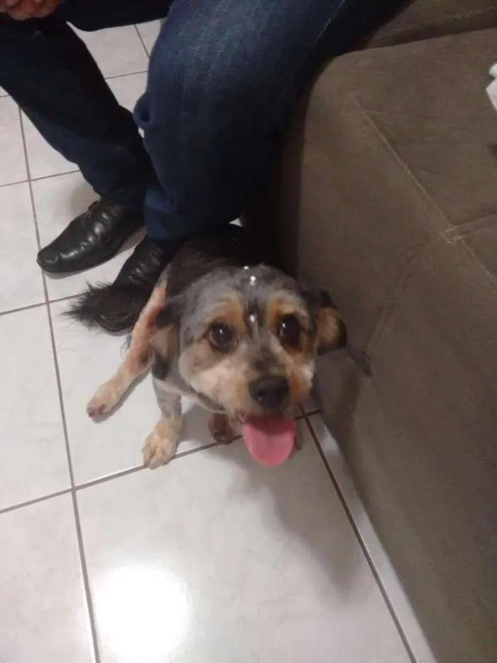 Cachorro raça Mistiça Shitsu idade 3 anos nome Luna