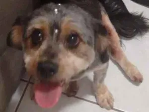 Cachorro raça Mistiça Shitsu idade 3 anos nome Luna