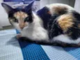 Belinha