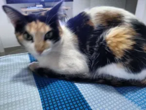 Gato raça Indefinida idade 3 anos nome Belinha