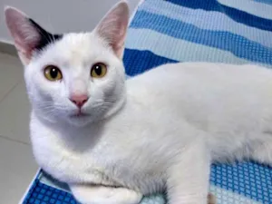 Gato raça Indefinida idade 3 anos nome Smille