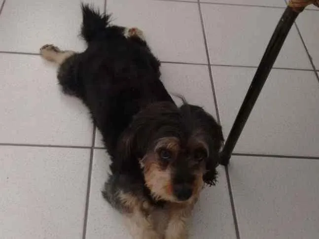 Cachorro raça Mistiça Shitsu idade 3 anos nome Luna
