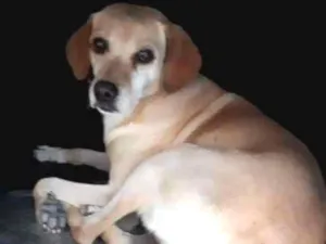 Cachorro raça Vira lata  idade 6 ou mais anos nome Kenia