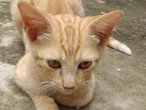 Gato raça  idade 2 a 6 meses nome sem nome