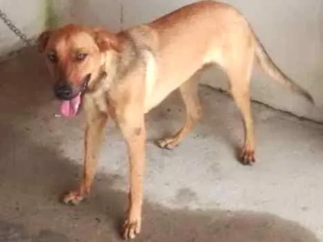 Cachorro ra a Mestiço idade 1 ano nome Betovem