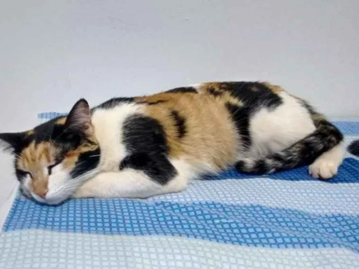Gato raça Indefinida idade 3 anos nome Belinha