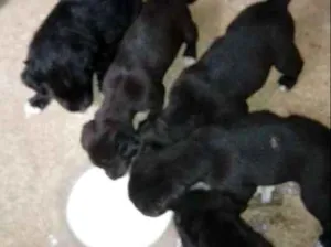 Cachorro raça vira-lata idade Abaixo de 2 meses nome nao tem ainda