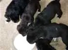 Cachorro raça vira-lata idade Abaixo de 2 meses nome nao tem ainda