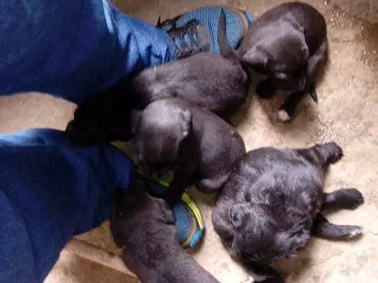 Cachorro ra a vira-lata idade Abaixo de 2 meses nome nao tem ainda