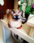 Bebê