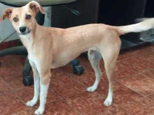 Cachorro raça vira lata idade 2 anos nome Lindinha