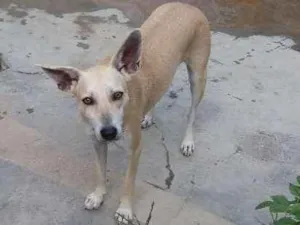 Cachorro raça vira lata idade 2 anos nome Belinha