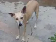 Belinha
