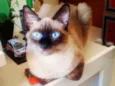 Bebê