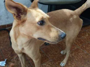 Cachorro raça vira lata idade 1 ano nome Cenourinha