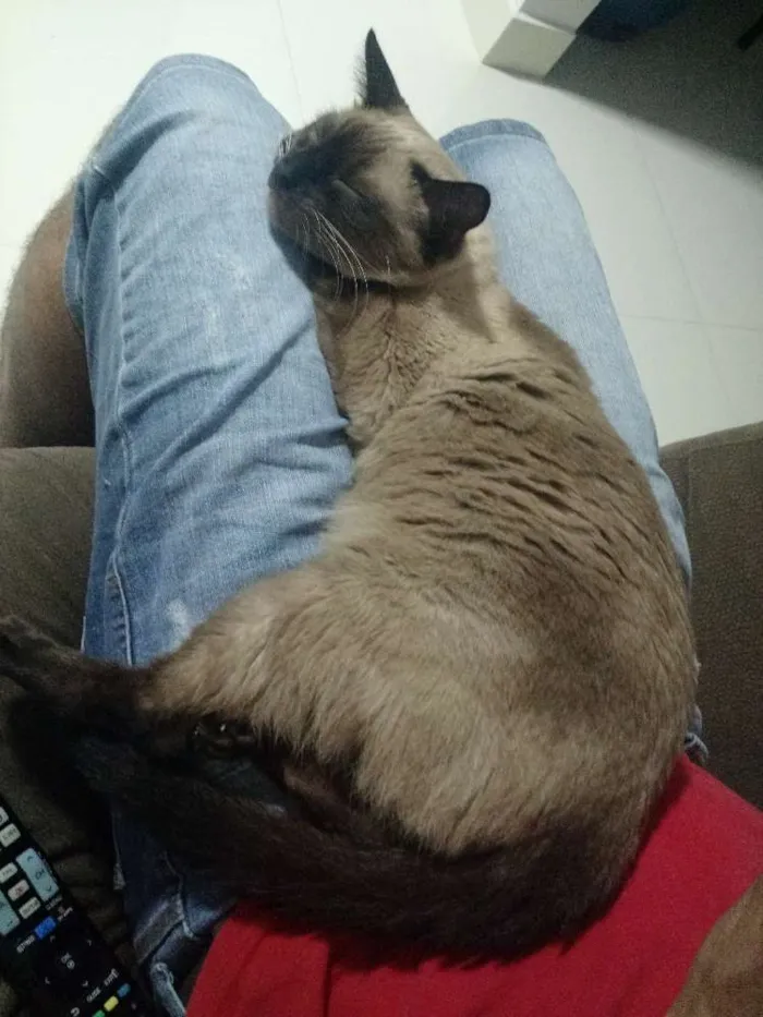 Gato ra a Sialata idade 3 anos nome Bebê