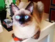Bebê