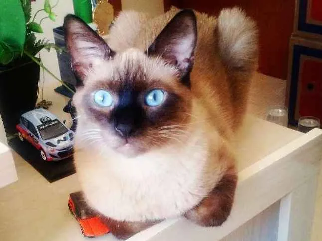 Gato ra a Sialata idade 3 anos nome Bebê