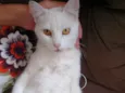 Menininha