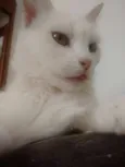 Menininha
