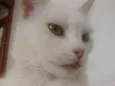 Menininha