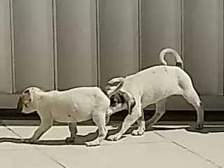 Cachorro raça Vira lata idade Abaixo de 2 meses nome Não tem