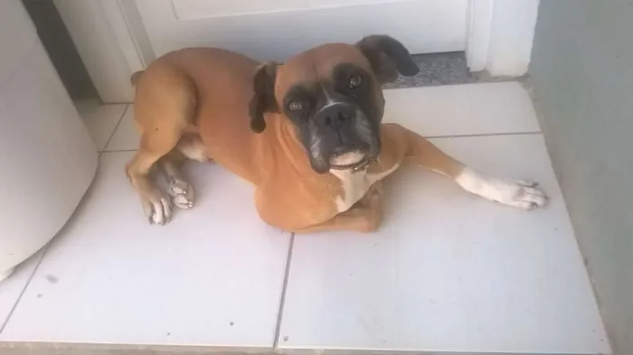 Cachorro ra a Boxer idade 5 anos nome Modi