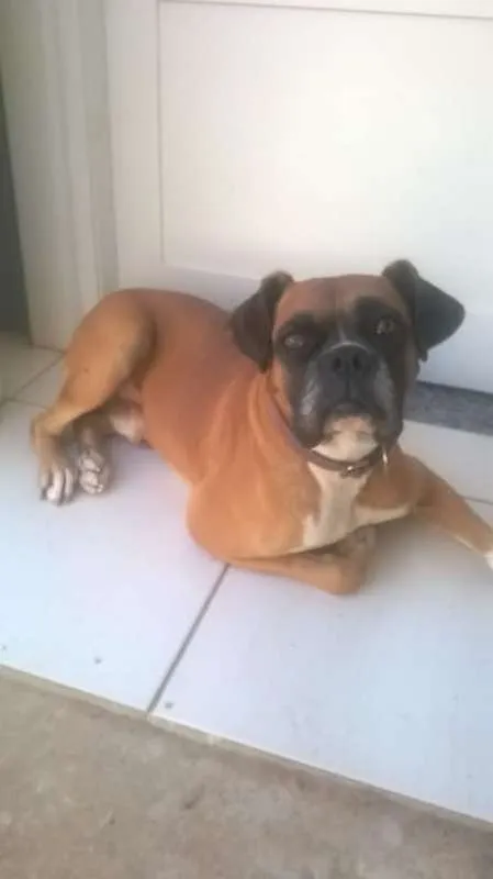 Cachorro ra a Boxer idade 5 anos nome Modi