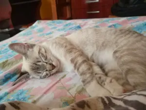 Gato raça  idade 2 a 6 meses nome Bibi