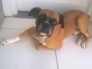 Cachorro raça Boxer idade 5 anos nome Modi