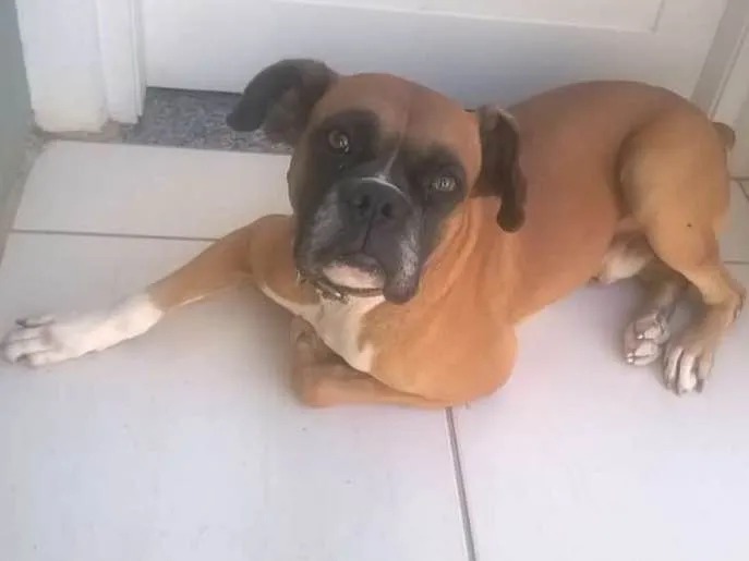 Cachorro ra a Boxer idade 5 anos nome Modi