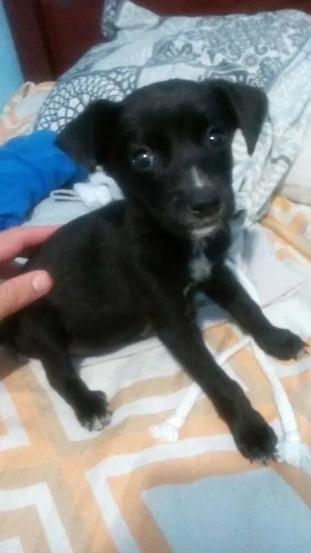 Cachorro ra a vira lata idade Abaixo de 2 meses nome Sem nome