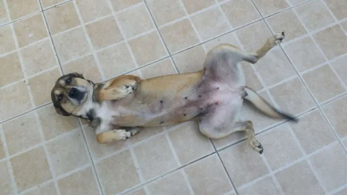 Cachorro ra a SRD idade 4 anos nome Chili