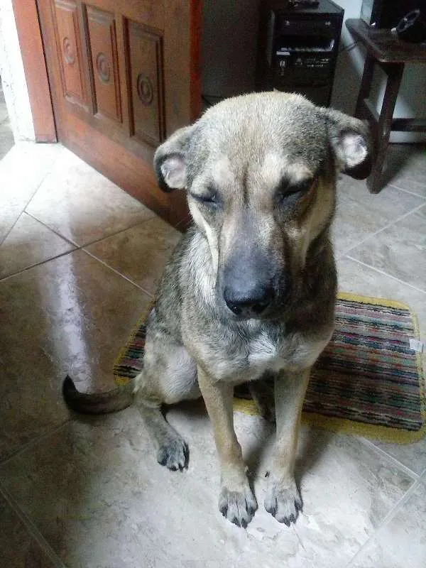 Cachorro ra a SRD idade 4 anos nome Chili