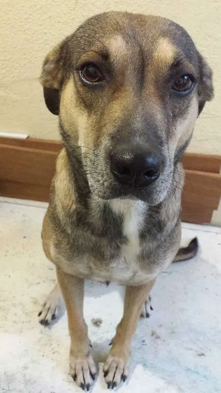 Cachorro ra a SRD idade 4 anos nome Chili