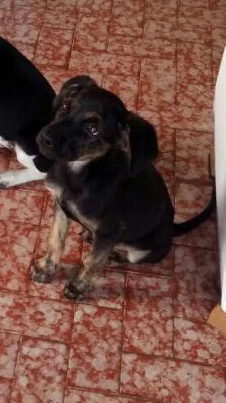Cachorro raça Nenhuma idade 2 a 6 meses nome Nala