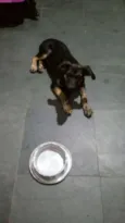 Nala
