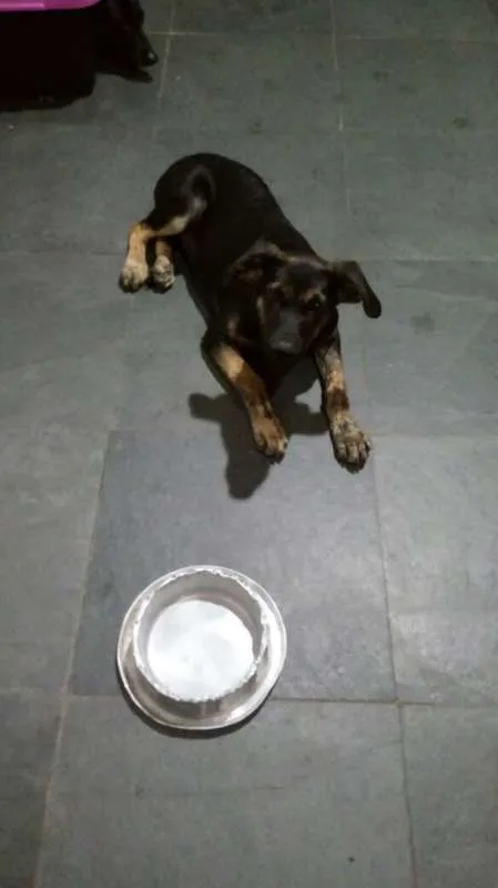 Cachorro raça Nenhuma idade 2 a 6 meses nome Nala