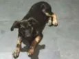Nala