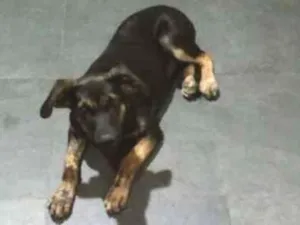 Cachorro raça Nenhuma idade 2 a 6 meses nome Nala