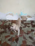 Neguinho