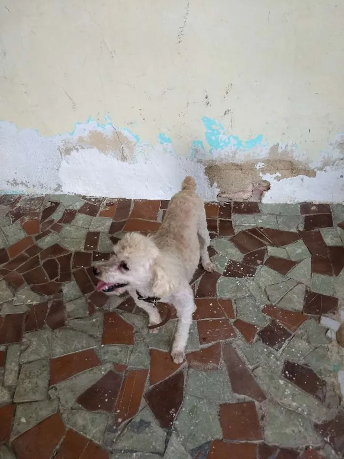 Cachorro ra a Poodles idade 3 anos nome Neguinho