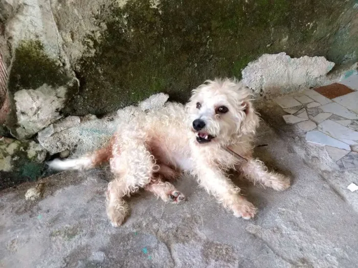 Cachorro ra a Poodles idade 3 anos nome Neguinho