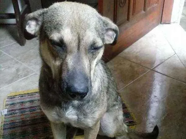 Cachorro ra a SRD idade 4 anos nome Chili