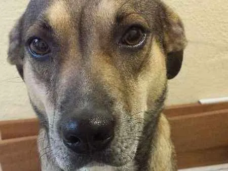 Cachorro ra a SRD idade 4 anos nome Chili