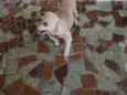 Neguinho