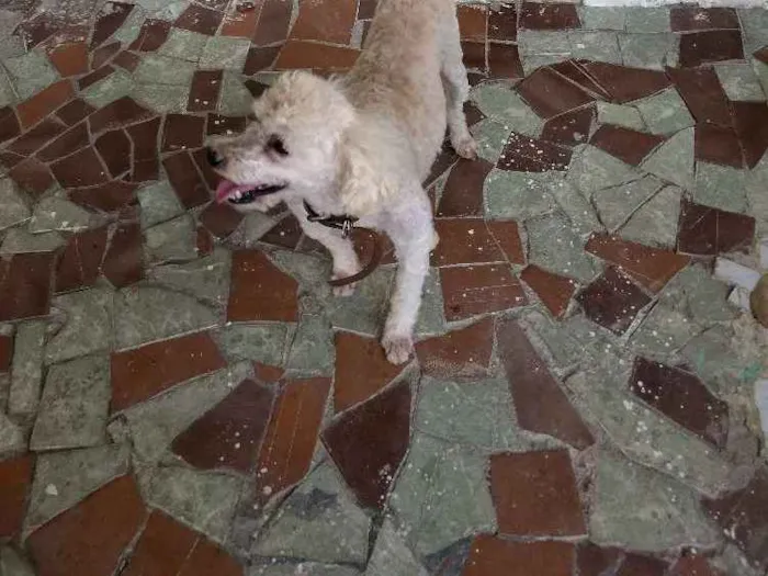 Cachorro ra a Poodles idade 3 anos nome Neguinho