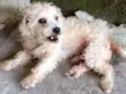 Neguinho